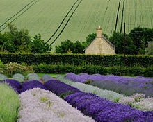 Lavender Sachet